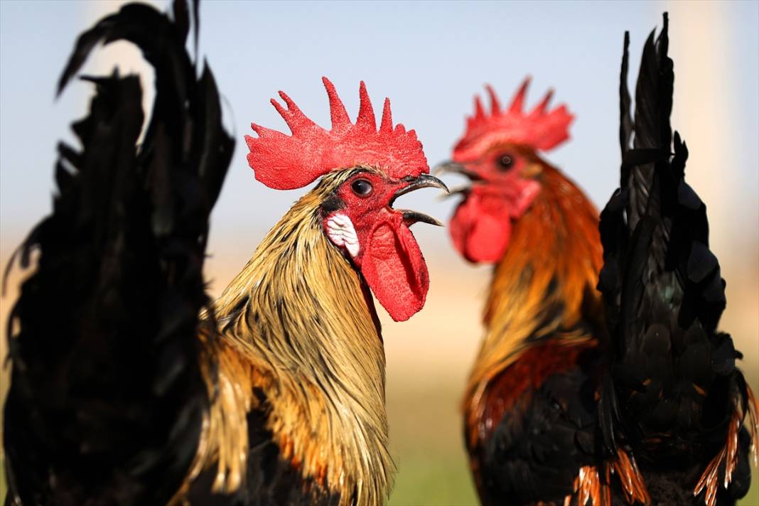 Türkiye’nin en prestijlisi! Denizli horozunu Konya koruyor 2